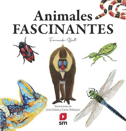 ANIMALES FASCINANTES | 9788413922188 | Bort Misol, Fernando | Librería Castillón - Comprar libros online Aragón, Barbastro