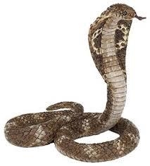 FIGURA PAPO COBRA REAL | 3465000501648 | Librería Castillón - Comprar libros online Aragón, Barbastro