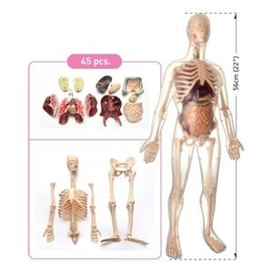 KIT DE ANATOMIA 56 CM EDUCATIVO | 4893338050023 | Librería Castillón - Comprar libros online Aragón, Barbastro