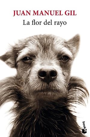 La flor del rayo | 9788432244827 | Gil, Juan Manuel | Librería Castillón - Comprar libros online Aragón, Barbastro