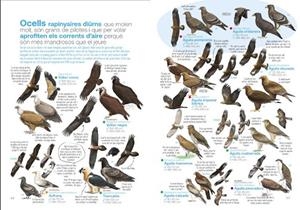 GUIA DE LAS AVES DESESPERANTES DE ESPAÑA | 9791387759018 | ÀLEX MASCARELL | Librería Castillón - Comprar libros online Aragón, Barbastro