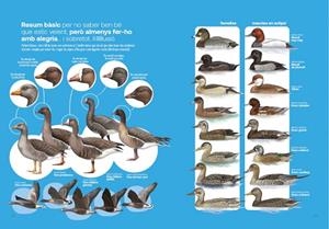GUIA DE LAS AVES DESESPERANTES DE ESPAÑA | 9791387759018 | ÀLEX MASCARELL | Librería Castillón - Comprar libros online Aragón, Barbastro