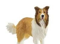 PERRO COLLIE. SCHLEICH | 4059433761701 | Librería Castillón - Comprar libros online Aragón, Barbastro
