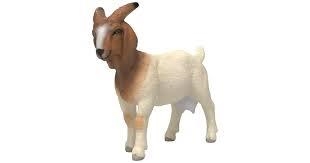 FIGURA CABRA SCHLEICH | 4069111335513 | Librería Castillón - Comprar libros online Aragón, Barbastro