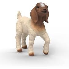 FIGURA CABRITILLO SCHLEICH | 4069111336602 | Librería Castillón - Comprar libros online Aragón, Barbastro